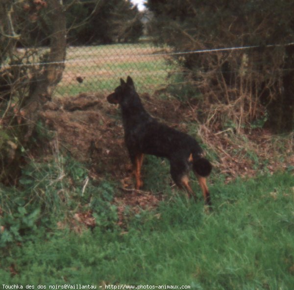 Photo de Berger de beauce