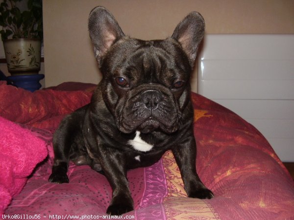 Photo de Bouledogue franais