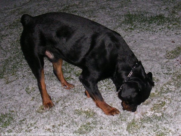 Photo de Rottweiler