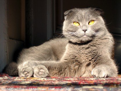 Photo de Scottish fold