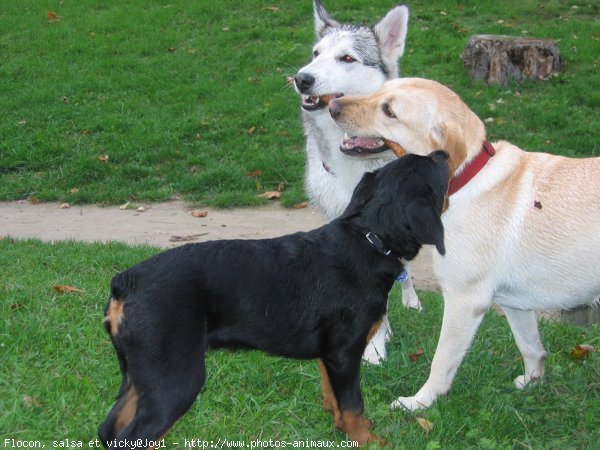 Photo de Races diffrentes