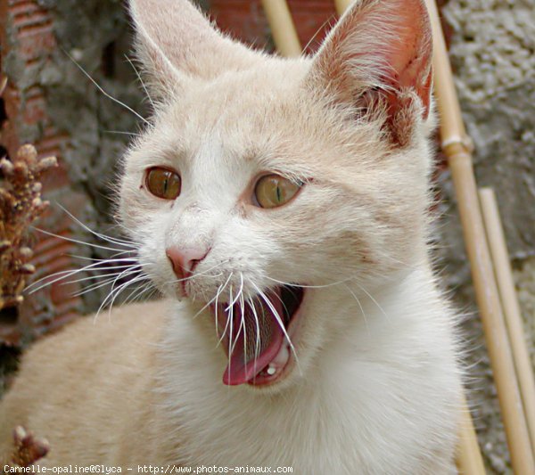 Photo de Chat domestique