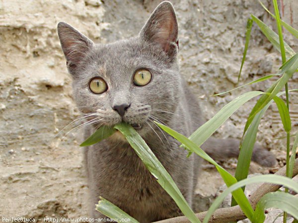 Photo de Chat domestique