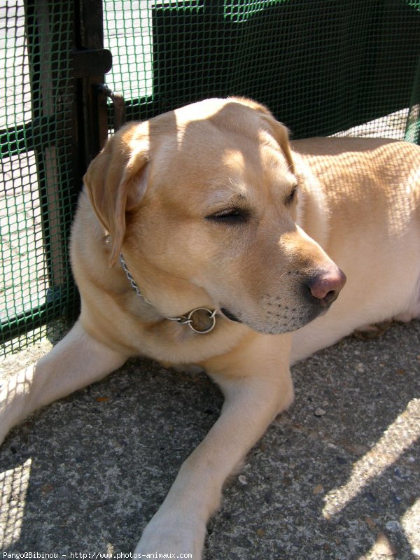 Photo de Labrador retriever