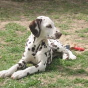 Photo de Dalmatien