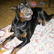 Photo de Dobermann