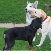 Photo de Races diffrentes