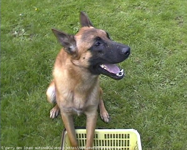 Photo de Berger belge malinois