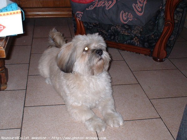 Photo de Lhassa apso