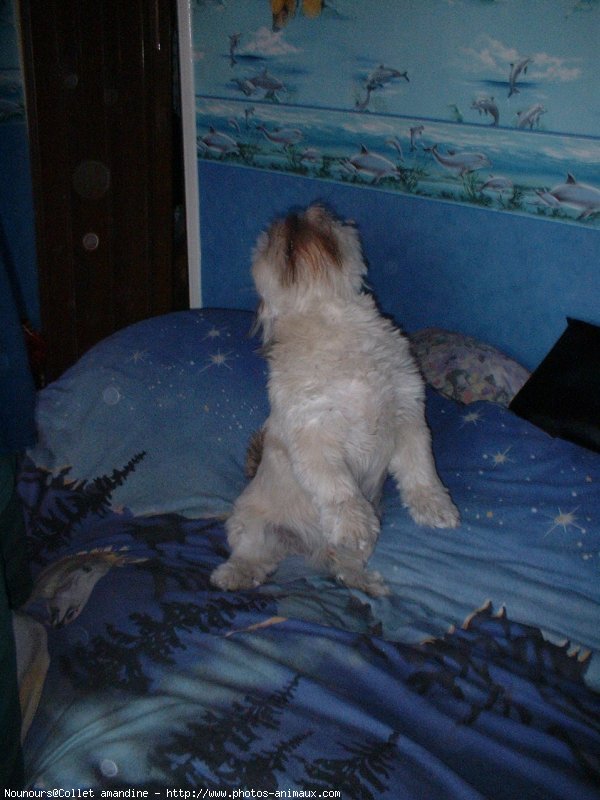 Photo de Lhassa apso