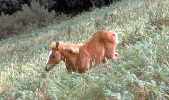 Photo de Pottok