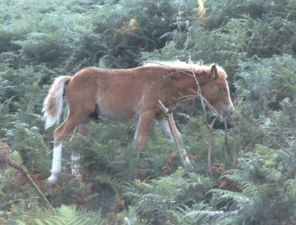 Photo de Pottok