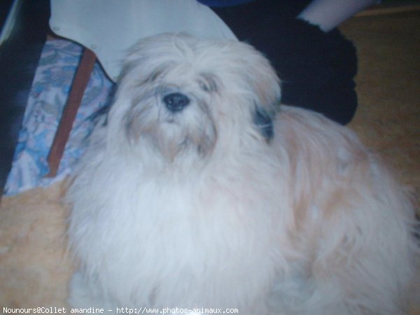 Photo de Lhassa apso