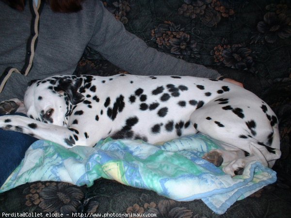 Photo de Dalmatien