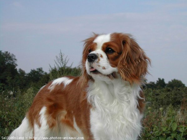 Photo de Cavalier king charles spaniel