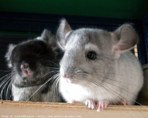 Photo de Chinchilla