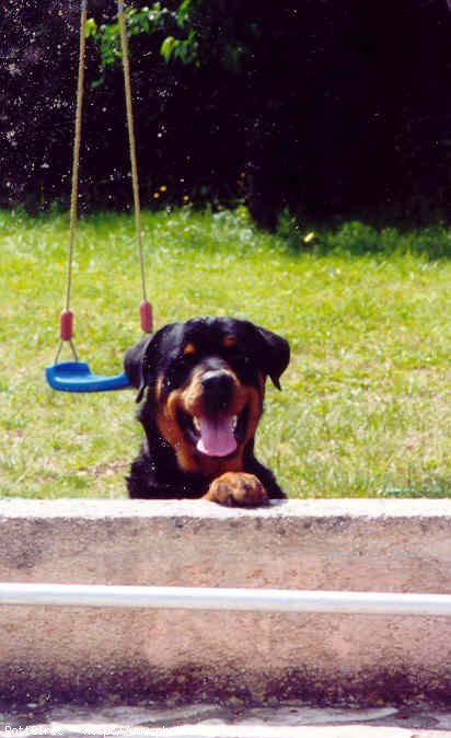 Photo de Rottweiler