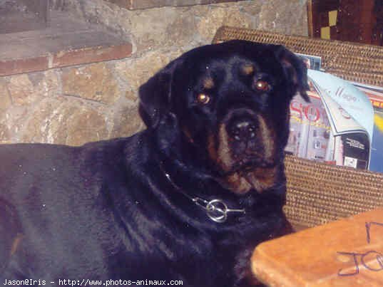 Photo de Rottweiler