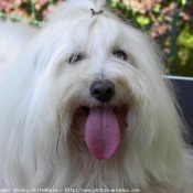 Photo de Coton de tulear