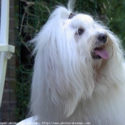 Photo de Coton de tulear