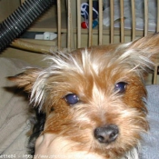 Photo de Yorkshire terrier