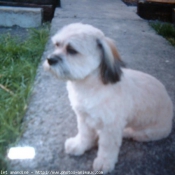 Photo de Lhassa apso