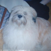 Photo de Lhassa apso