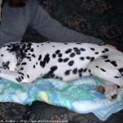 Photo de Dalmatien