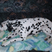 Photo de Dalmatien