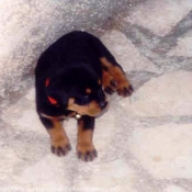 Photo de Rottweiler