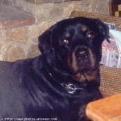 Photo de Rottweiler