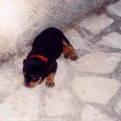 Photo de Rottweiler