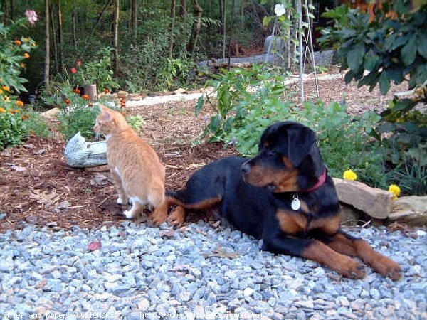 Photo de Rottweiler