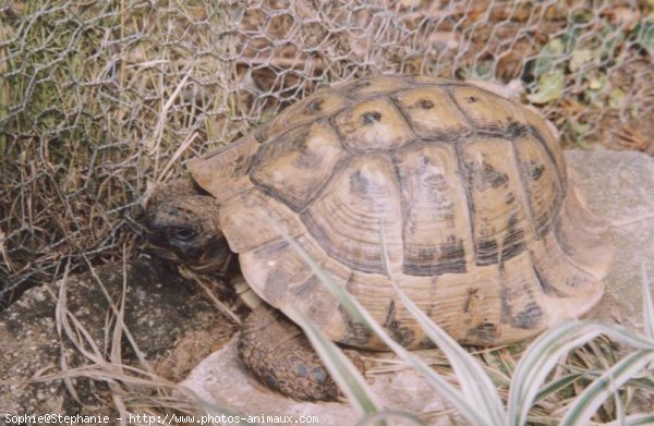 Photo de Tortue