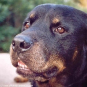 Photo de Rottweiler