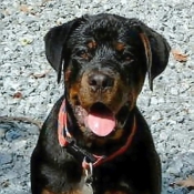 Photo de Rottweiler