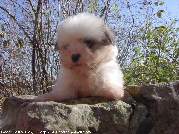 Photo de Coton de tulear