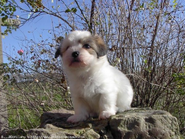 Photo de Coton de tulear