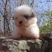 Photo de Coton de tulear