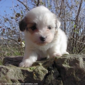 Photo de Coton de tulear