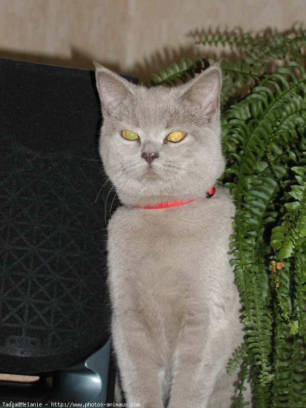 Photo de British shorthair