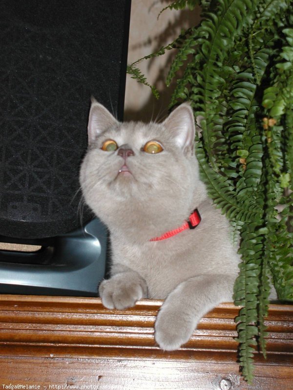 Photo de British shorthair