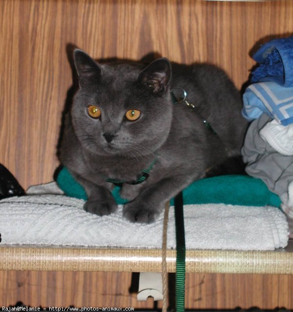 Photo de Chartreux