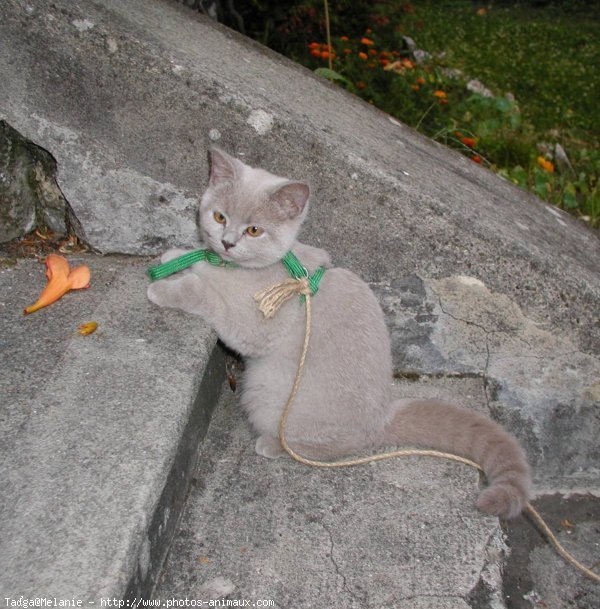 Photo de British shorthair