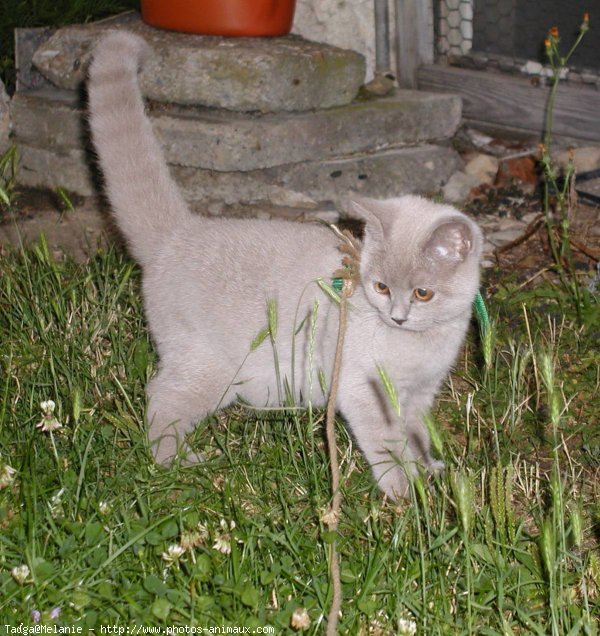 Photo de British shorthair