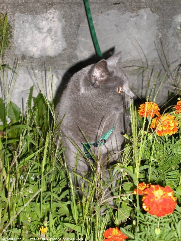 Photo de Chartreux