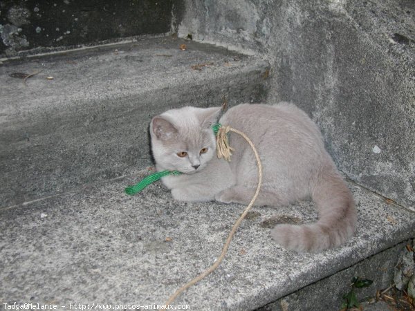 Photo de British shorthair