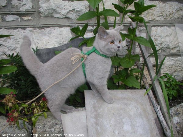 Photo de British shorthair