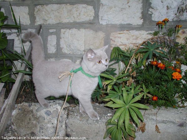 Photo de British shorthair