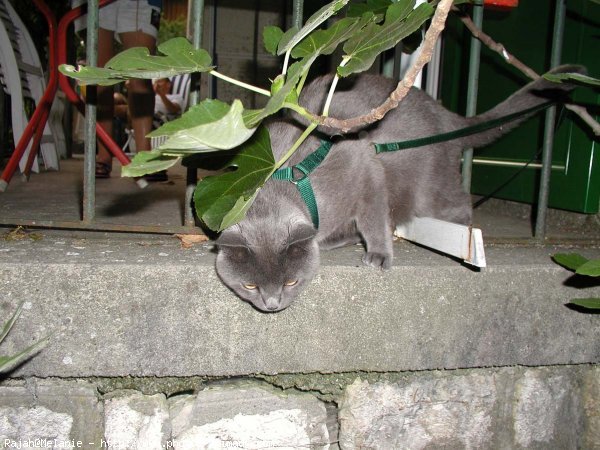 Photo de Chartreux